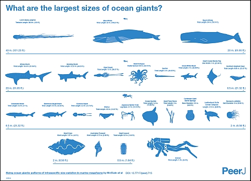 Sizing ocean giants: patterns of intraspecific size variation in marine megafauna by McClain et al (CC BY 4.0)